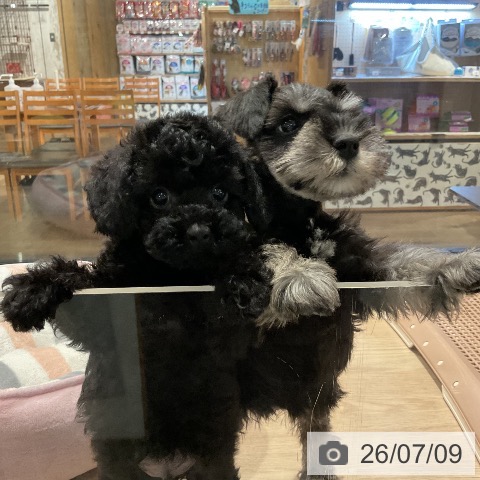 埼玉県のトイプードル(トイ) (ペットプラス コクーンシティ店/2026年5月6日生まれ/男の子/ブラック)の子犬の3枚目の画像