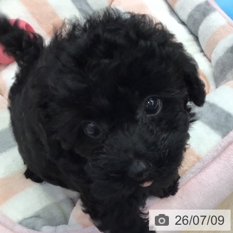 千葉県のトイプードル(トイ) (ペットプラス 幕張新都心店/2026年5月6日生まれ/男の子/ブラック)の子犬の4枚目の画像
