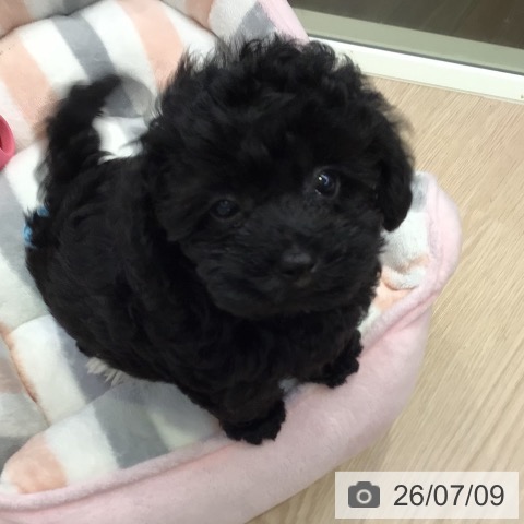 千葉県のトイプードル(トイ) (ペットプラス 幕張新都心店/2026年5月6日生まれ/男の子/ブラック)の子犬の3枚目の画像