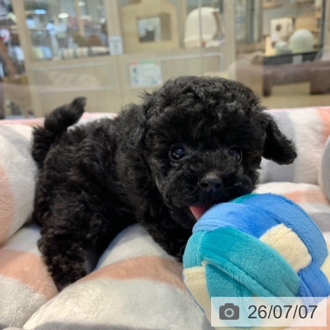 東京都のトイプードル(トイ) (ペットプラス アクアシティお台場店/2026年5月6日生まれ/女の子/ブラック)の子犬の3枚目の画像