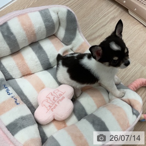 埼玉県のチワワ(ロング) (ペットプラス 上尾店/2026年5月5日生まれ/女の子/ホワイトブラックタン)の子犬の4枚目の画像