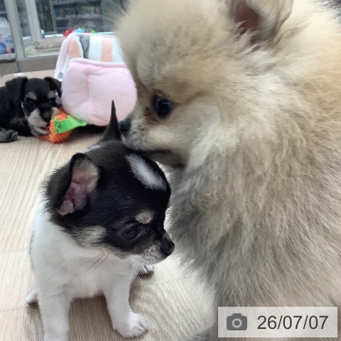 チワワの写真