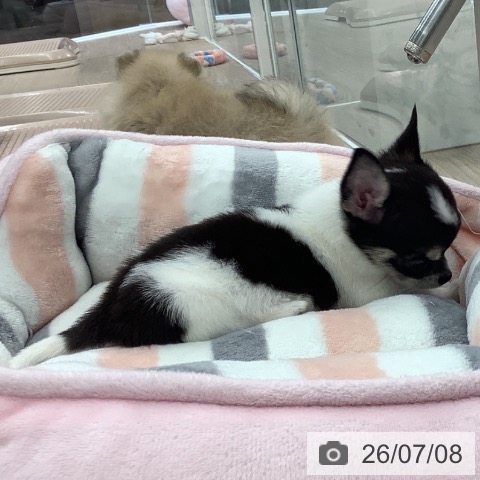 埼玉県のチワワ(ロング) (ペットプラス 上尾店/2026年5月5日生まれ/女の子/ホワイトブラックタン)の子犬の3枚目の画像