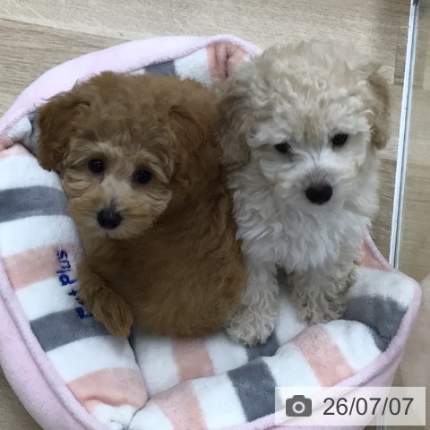 福島県のトイプードル(トイ) (ペットプラス 福島店/2026年5月1日生まれ/女の子/アプリコット)の子犬の4枚目の画像