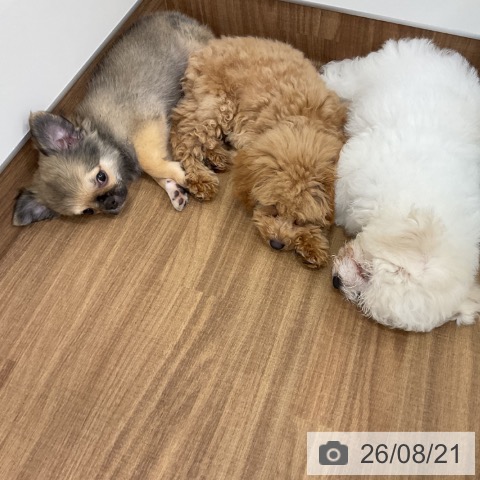 茨城県のトイプードル(トイ) (ペッツワン 古河店/2026年5月1日生まれ/女の子/アプリコット)の子犬の4枚目の画像