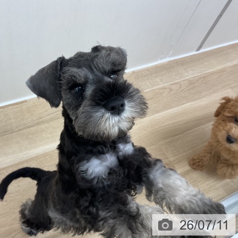 ミニチュア・シュナウザーの写真