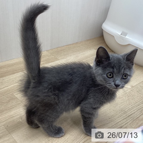 ブリティッシュショートヘアの写真