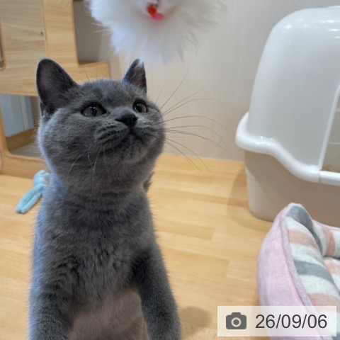 ブリティッシュショートヘアの写真