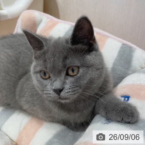 ブリティッシュショートヘアの写真