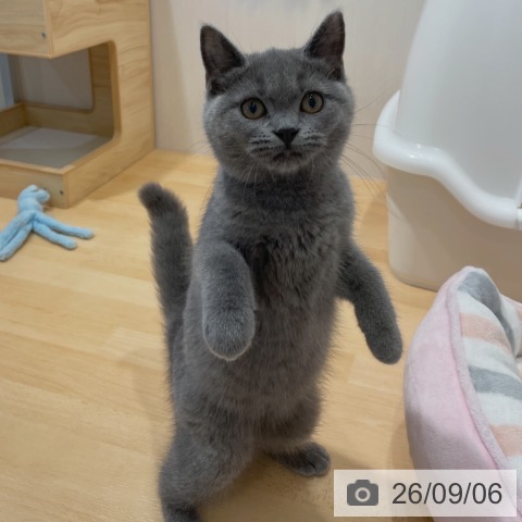 ブリティッシュショートヘアの写真