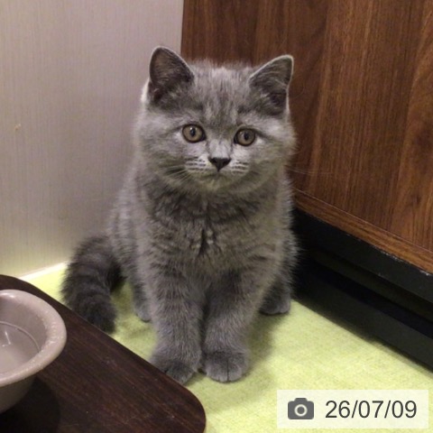 千葉県のブリティッシュショートヘアー (ペットプラス 幕張新都心店/2026年4月27日生まれ/女の子/ブルー)の子猫の4枚目の画像