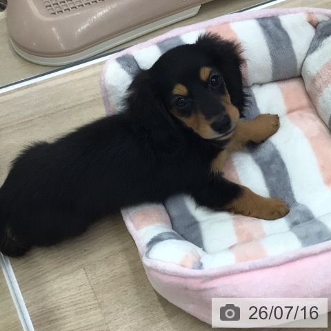 福島県のカニンヘンダックスフンド(ロング) (ペットプラス 福島店/2026年5月6日生まれ/男の子/ブラックタン)の子犬の3枚目の画像