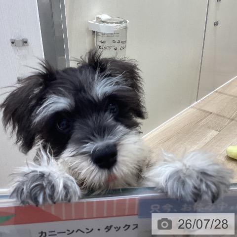 埼玉県のミニチュアシュナウザー (ペットプラス イオンモール春日部店/2026年5月6日生まれ/男の子/ブラックシルバー)の子犬の3枚目の画像