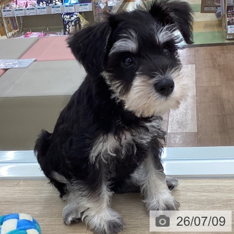 山梨県のミニチュアシュナウザー (ペットプラス 甲府国母店/2026年5月5日生まれ/女の子/ブラックシルバー)の子犬の3枚目の画像