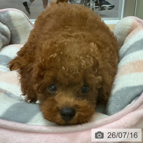 宮城県のトイプードル(トイ) (ペットプラス 名取店/2026年5月3日生まれ/女の子/レッド)の子犬の4枚目の画像