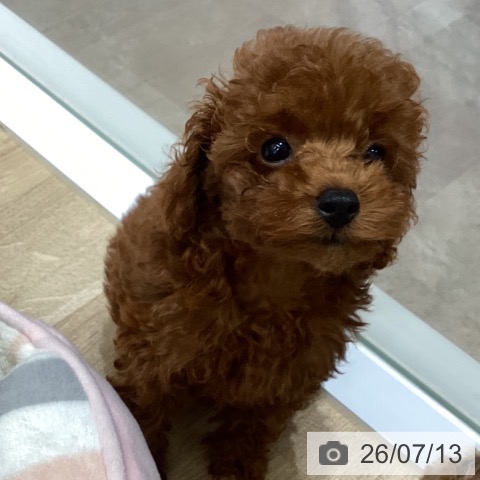 宮城県のトイプードル(トイ) (ペットプラス 名取店/2026年5月3日生まれ/女の子/レッド)の子犬の3枚目の画像