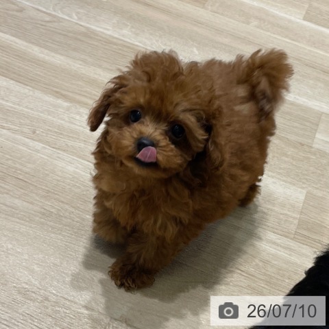長野県のトイプードル(トイ) (ペットプラス 須坂店/2026年5月3日生まれ/女の子/レッド)の子犬の3枚目の画像