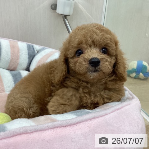 神奈川県のトイプードル(トイ) (ペットプラス 相模原並木店/2026年5月6日生まれ/男の子/アプリコット)の子犬の4枚目の画像