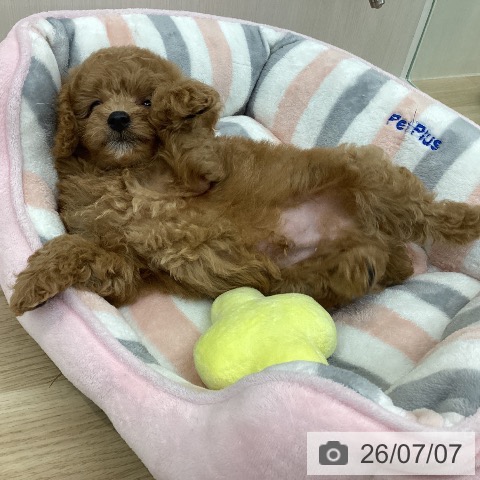 神奈川県のトイプードル(トイ) (ペットプラス 相模原並木店/2026年5月6日生まれ/男の子/アプリコット)の子犬の3枚目の画像