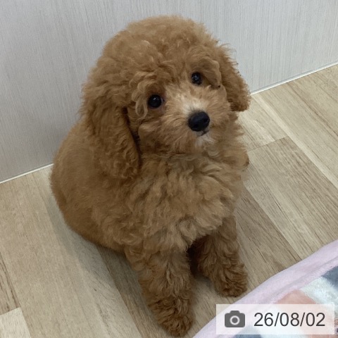神奈川県のトイプードル(トイ) (ペットプラス 相模原並木店/2026年5月6日生まれ/男の子/アプリコット)の子犬の4枚目の画像