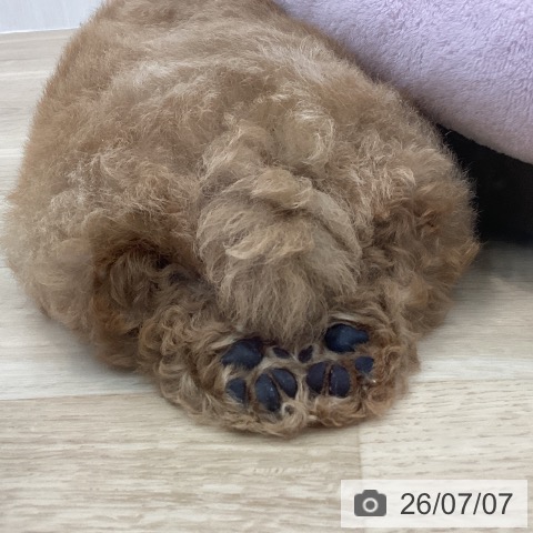神奈川県のトイプードル(トイ) (ペットプラス 相模原並木店/2026年5月6日生まれ/男の子/アプリコット)の子犬の3枚目の画像