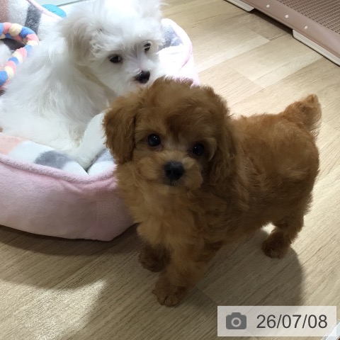神奈川県のトイプードル(トイ) (ペットプラス 湘南平塚店/2026年5月6日生まれ/男の子/アプリコット)の子犬の3枚目の画像