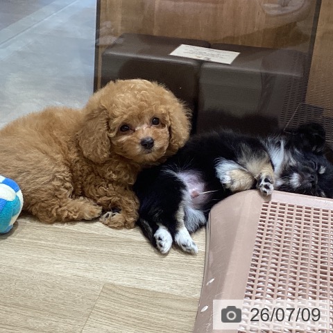 宮城県のトイプードル(トイ) (ペットプラス 仙台上杉店/2026年5月6日生まれ/女の子/アプリコット)の子犬の3枚目の画像