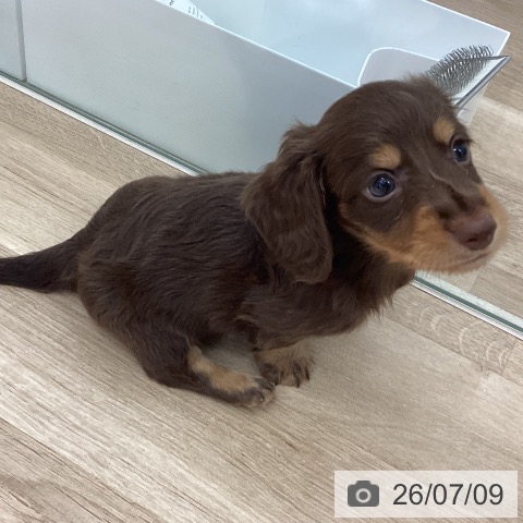 宮城県のミニチュアダックスフンド(ロング) (ペットプラス 仙台上杉店/2026年5月4日生まれ/男の子/チョコレートタン)の子犬の3枚目の画像
