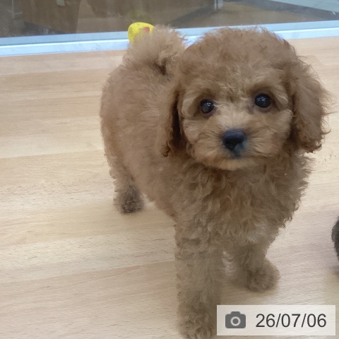 埼玉県のトイプードル(トイ) (ペットプラス 羽生店/2026年5月6日生まれ/女の子/レッド)の子犬の3枚目の画像