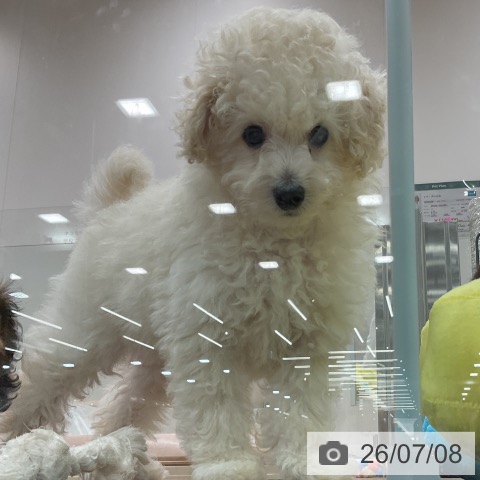 埼玉県のトイプードル(トイ) (ペッツワン 吉川美南店/2026年5月7日生まれ/男の子/ホワイト)の子犬の4枚目の画像