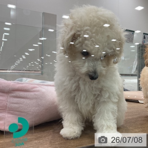 埼玉県のトイプードル(トイ) (ペッツワン 吉川美南店/2026年5月7日生まれ/男の子/ホワイト)の子犬の3枚目の画像