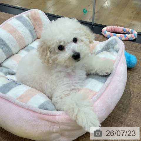 埼玉県のトイプードル(トイ) (ペッツワン 吉川美南店/2026年5月7日生まれ/男の子/ホワイト)の子犬の3枚目の画像