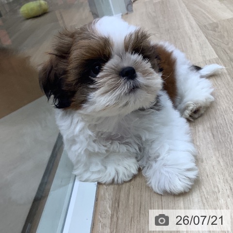 東京都のシーズー (ペットプラス 日の出店/2026年5月7日生まれ/男の子/ホワイトゴールド)の子犬の3枚目の画像