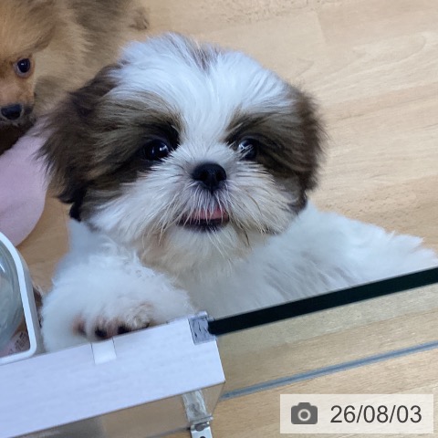 埼玉県のシーズー (ペットプラス 羽生店/2026年5月7日生まれ/女の子/ホワイトゴールド)の子犬の4枚目の画像