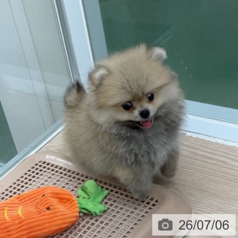 ポメラニアンの写真