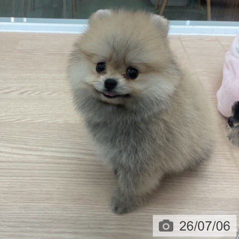 埼玉県のポメラニアン (ペットプラス 上尾店/2026年4月30日生まれ/女の子/クリームセーブル)の子犬の4枚目の画像