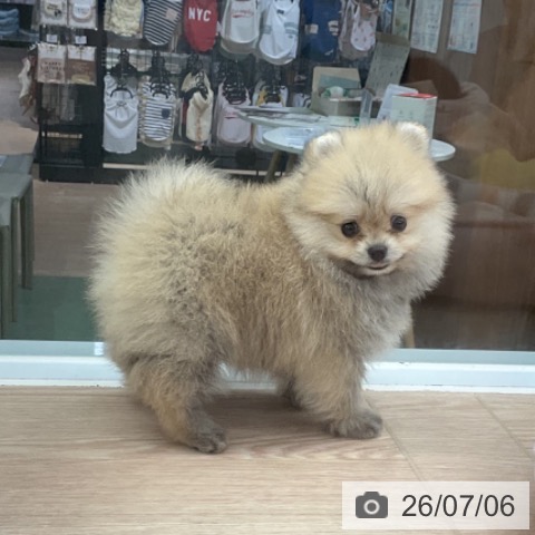 埼玉県のポメラニアン (ペットプラス 上尾店/2026年4月30日生まれ/女の子/クリームセーブル)の子犬の3枚目の画像