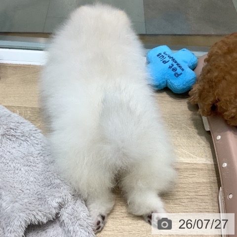 埼玉県のポメラニアン (ペットプラス ららぽーと新三郷店/2026年5月5日生まれ/女の子/ホワイトクリーム)の子犬の3枚目の画像