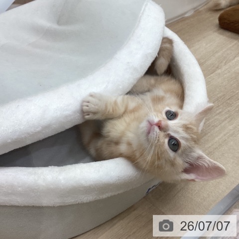 茨城県のマンチカン (ペットプラス つくば店/2026年5月4日生まれ/男の子/クリームタビー)の子猫の4枚目の画像