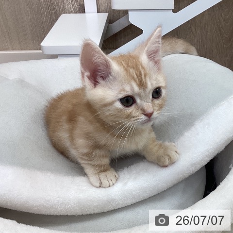 茨城県のマンチカン (ペットプラス つくば店/2026年5月4日生まれ/男の子/クリームタビー)の子猫の3枚目の画像