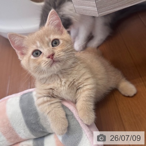 東京都のマンチカン (ペットプラス 板橋店/2026年5月4日生まれ/男の子/クリームタビー)の子猫の4枚目の画像