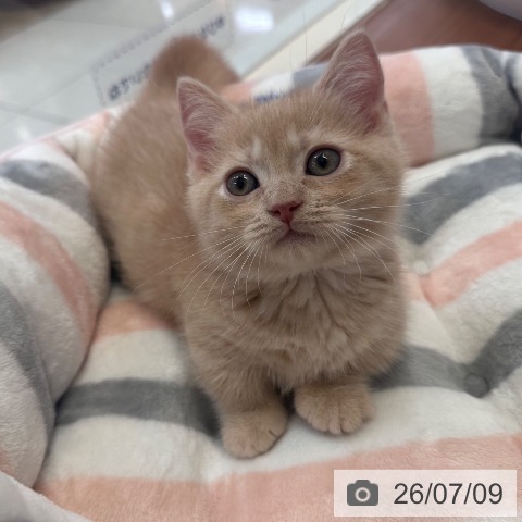 東京都のマンチカン (ペットプラス 板橋店/2026年5月4日生まれ/男の子/クリームタビー)の子猫の3枚目の画像