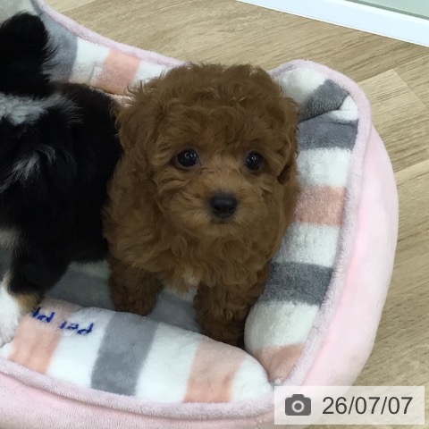 福島県のトイプードル(トイ) (ペットプラス 福島店/2026年5月6日生まれ/女の子/レッド)の子犬の4枚目の画像