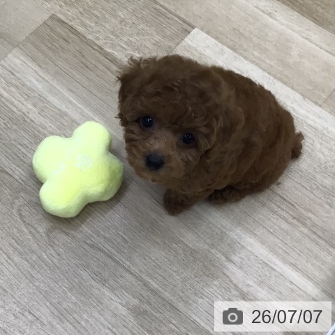 福島県のトイプードル(トイ) (ペットプラス 福島店/2026年5月6日生まれ/女の子/レッド)の子犬の3枚目の画像