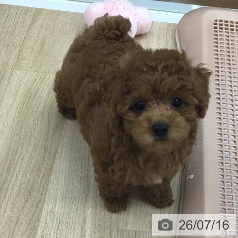 福島県のトイプードル(トイ) (ペットプラス 福島店/2026年5月6日生まれ/女の子/レッド)の子犬の3枚目の画像