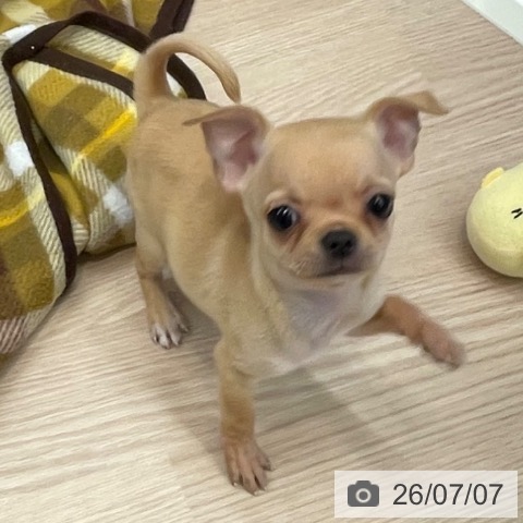 千葉県のチワワ(ロング) (ペットプラス 幕張新都心店/2026年5月5日生まれ/男の子/アイボリー)の子犬の3枚目の画像