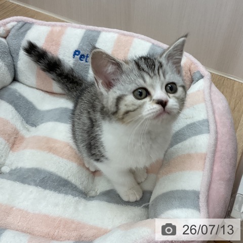 神奈川県のスコティッシュフォールド (ペットプラス モザイクモール港北店/2026年4月29日生まれ/女の子/シルバータビーホワイト)の子猫の3枚目の画像