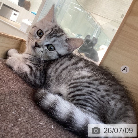 宮城県のスコティッシュフォールド (ペットプラス 仙台泉大沢店/2026年5月6日生まれ/女の子/シルバータビー)の子猫の4枚目の画像