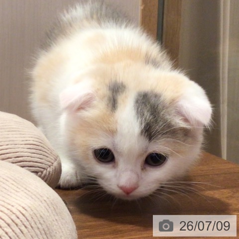 千葉県のスコティッシュフォールド (ペットプラス 幕張新都心店/2026年5月6日生まれ/女の子/ダイリュートキャリコ)の子猫の4枚目の画像