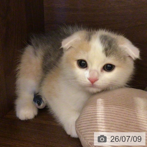 千葉県のスコティッシュフォールド (ペットプラス 幕張新都心店/2026年5月6日生まれ/女の子/ダイリュートキャリコ)の子猫の3枚目の画像